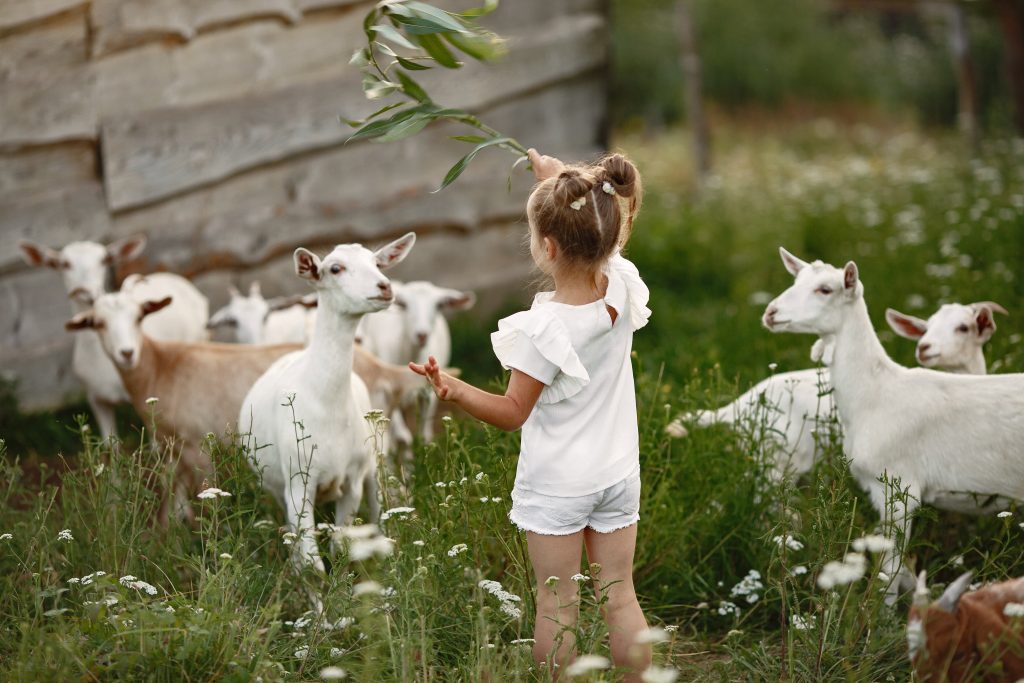 Kinderboerderij in Zeist